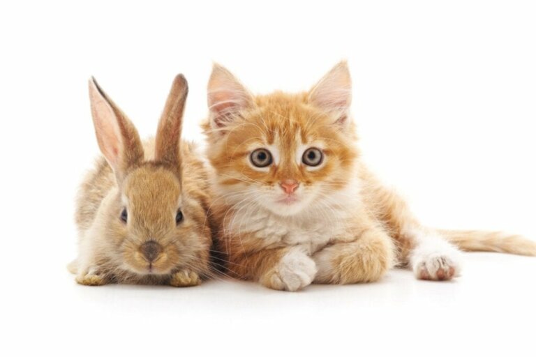 Kan katter og kaniner leve sammen?