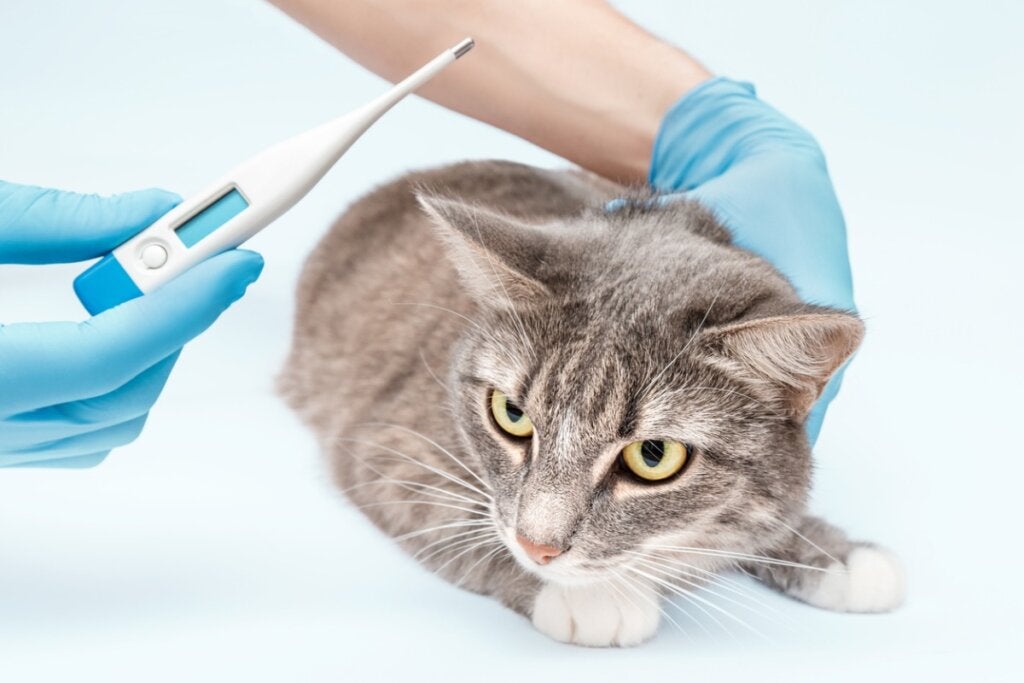Salmonellose hos katter: Symptomer og behandling