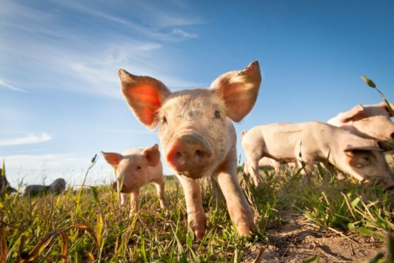 Visste du at griser ikke svetter?