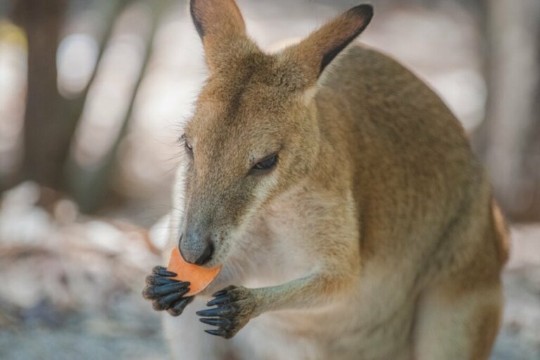 Bli bedre kjent med kostholdet til kenguruer