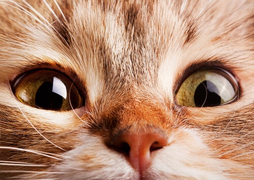 Hva forårsaker rask pust hos katter?