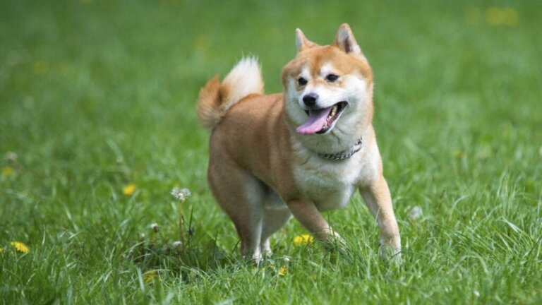 7 japanske hunderaser du bør kjenne til