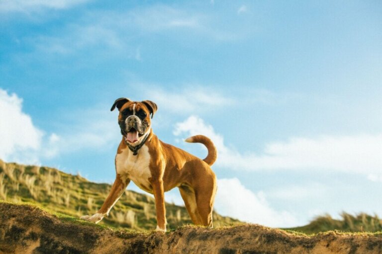 Blandingshunden boxweiler: Kjennetegn og kuriositeter