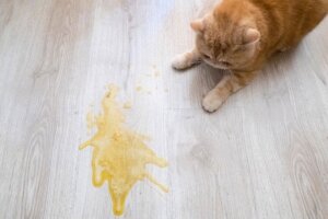 Kaster katten din opp etter å ha spist?