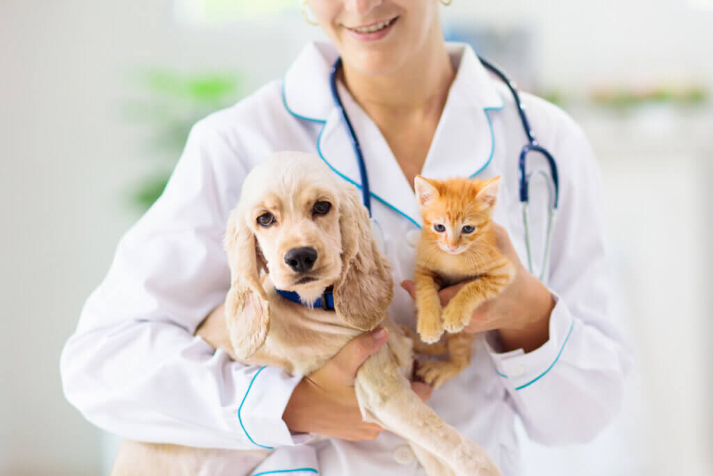 Ansvarlig omsorg: å forebygge sykdom hos kjæledyrene dine