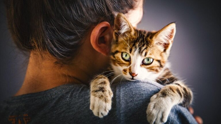 Hypertilknytning hos katter: årsaker, tegn og løsninger
