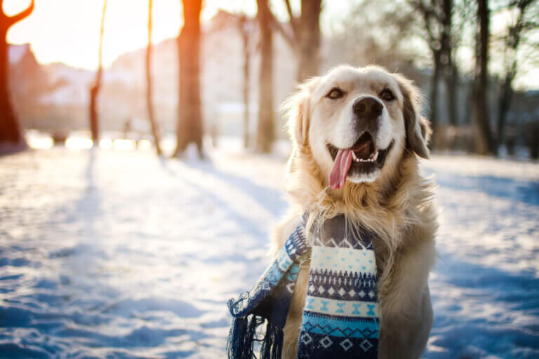 5 tips for å beskytte kjæledyrene dine mot vinterkulden