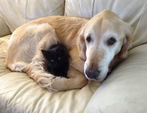 Forsberg de hond en z'n vriendschap met een kat