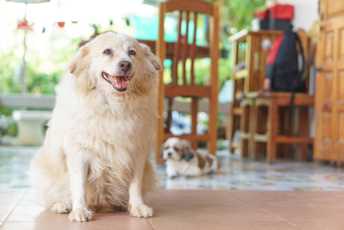Oudere honden krijgen vaak artrose.