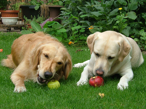 Twee honden in de tuin eten een appel