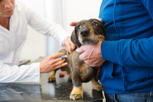 Een hond krijgt een vaccin toegediend