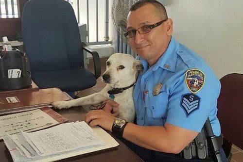 Een straathond die plotseling politieagent werd