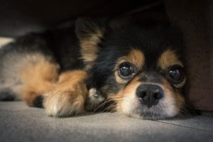 Waar dienen snorharen van honden voor?