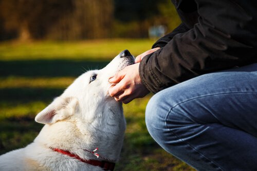 Waarom reageren snorharen van honden op aanraking?