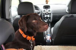 Met je hond in de auto: gebruik een hondengordel!