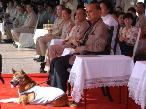 Deze Thaise koning adopteerde zwerfhonden