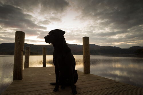 Een Labrador kijkt naar de zonsondergang