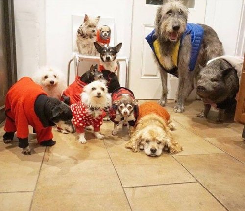 Man adopteert 10 oude honden