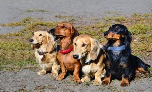 Vier hondjes op een rij