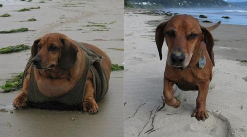 Obie, een hond die te zwaar was en moest afvallen