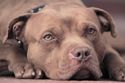 Schokkende zaken over honden: de pitbull is geen ras