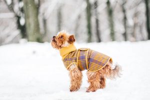 5 Manieren om je hond warm te houden deze winter