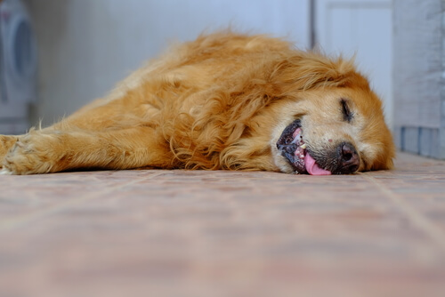 Waarom honden snurken: oorzaken en oplossingen