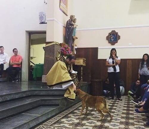 Een lesje dierenbehandeling: zwerfhond in de kerk