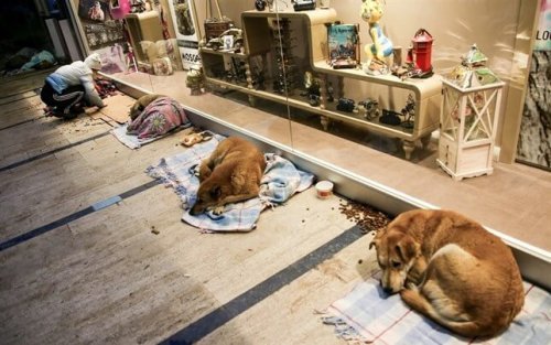Zwerfhonden slapen in een winkelcentrum in Istanboel