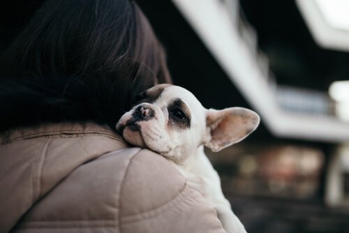 Hondenadoptie redt levens