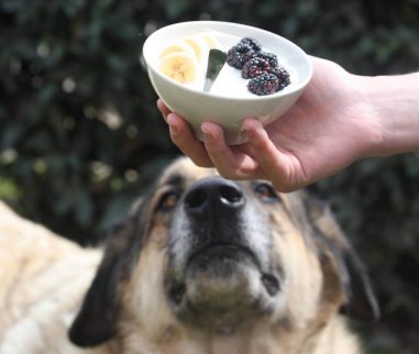 Hond en bakje yoghurt