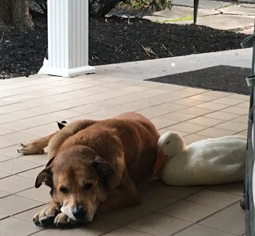 Depressieve hond met zijn nieuwe vriend