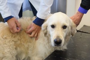 Hond die een injectie krijgt, maar wat moet een EHBO-doos voor honden bevatten?