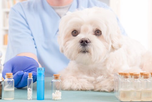 5 natuurlijke oliën die elke EHBO-doos voor honden moet bevatten