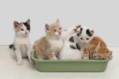 Kittens zitten samen in een kattenbak