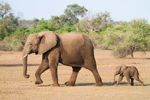 Volwassen olifant en babyolifant trekken door de savanne