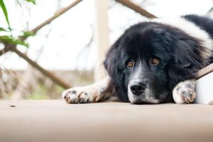 Hond die zich verveelt, en verveling kan zeer schadelijk zjin