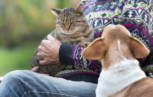Jaloezie tussen hond en kat
