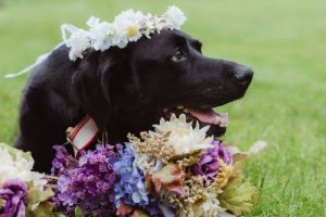 Een hond met een hersentumor overlijdt na het huwelijk van zijn baasje