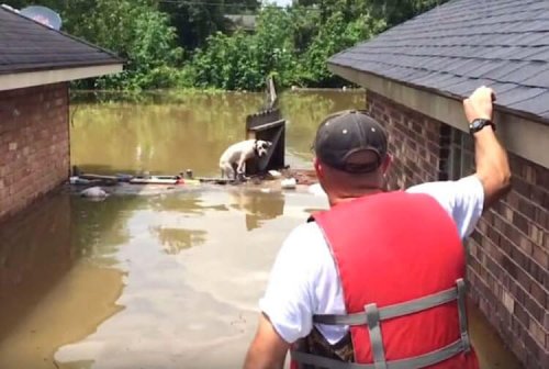Pitbulls die worden gered tijdens een overstroming