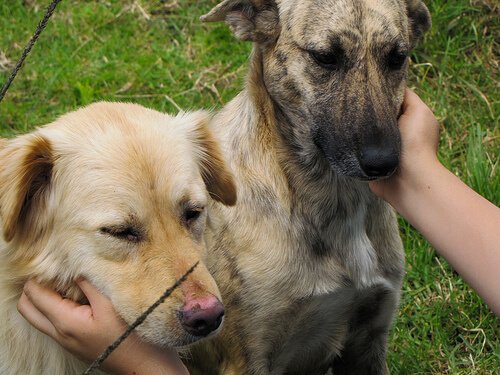 Twee honden die genieten van hondenmassages