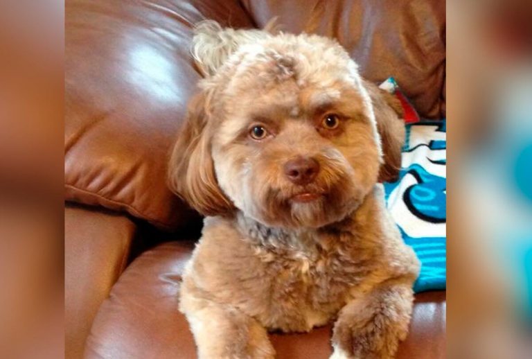 Ontmoet Yogi, de hond met een menselijk gezicht