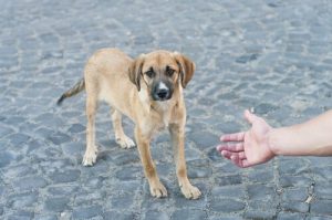 Verwaarloosde dieren redden: straathond