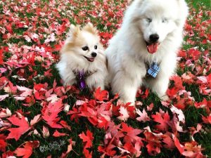 De blinde hond: herfst