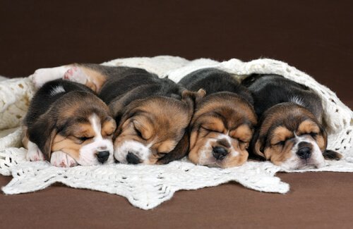 Slapende Beagle puppy's