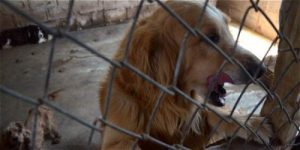83 dieren gered uit illegale fokkerij in Colombia