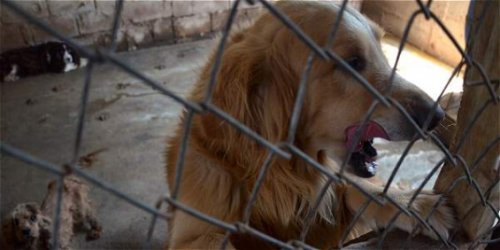 83 dieren gered uit illegale fokkerij in Colombia