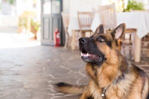 Hond die geniet in een diervriendelijk hotel