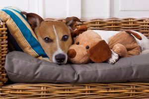 Ken jij de aandoeningen die huisdieren ziek kunnen maken?