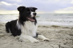 Hond leren om over te steken door eerst commando's te oefenen op het strand